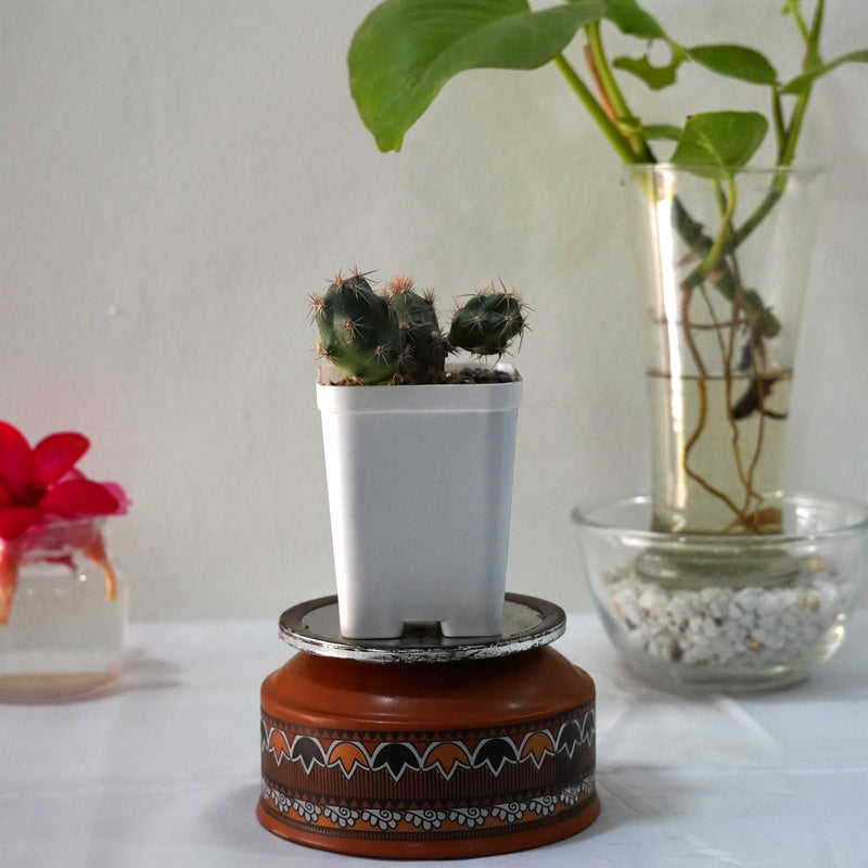 Tephrocactus alexanderi