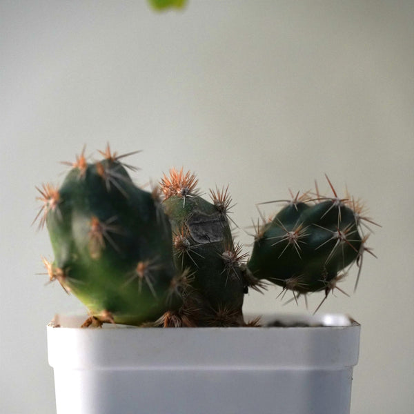 Tephrocactus alexanderi