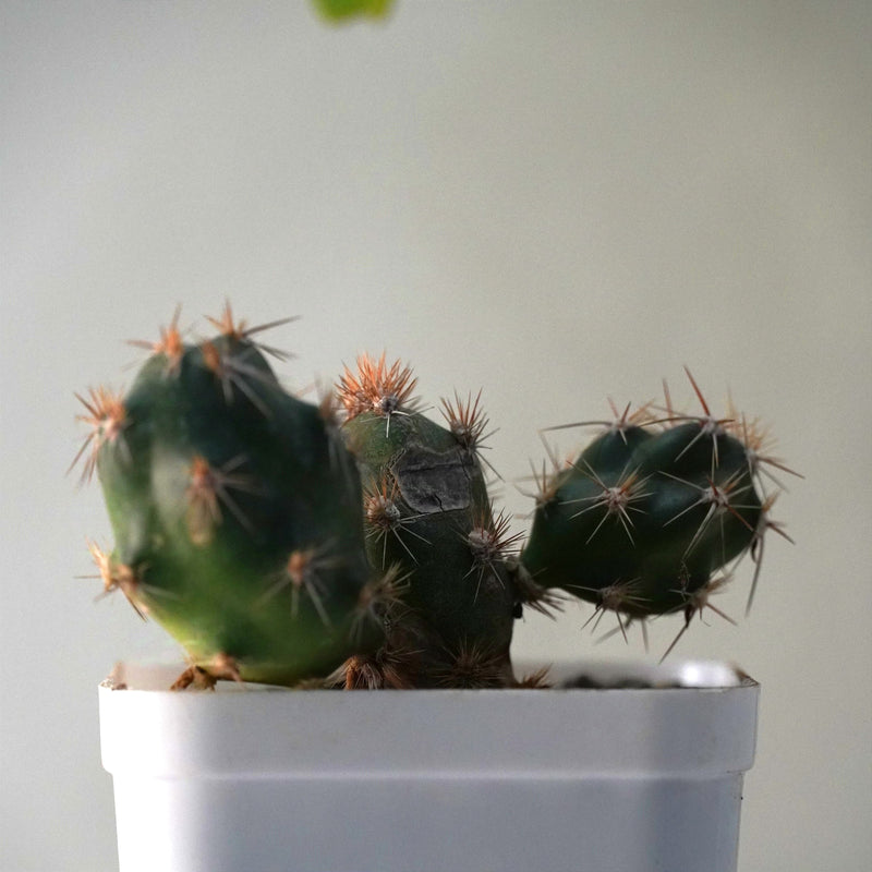 Tephrocactus alexanderi