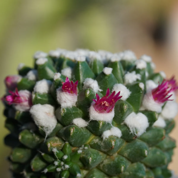 Mammillaria compressa esamu Japanese 4_INCHS_RAUND_N_POT WITHOUT_POT