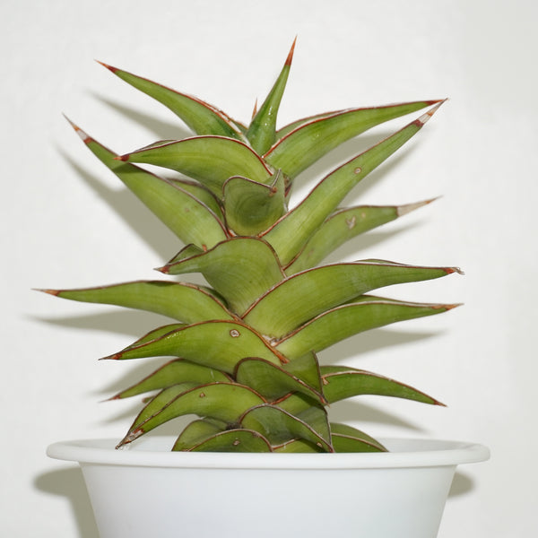 Sansevieria Lavranos 23251 rare snake plant

