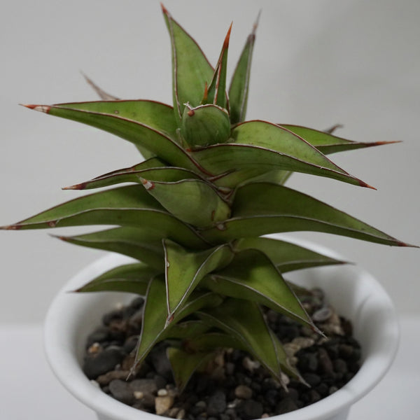 Sansevieria lavranos 23251