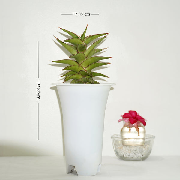 Sansevieria lavranos 23251