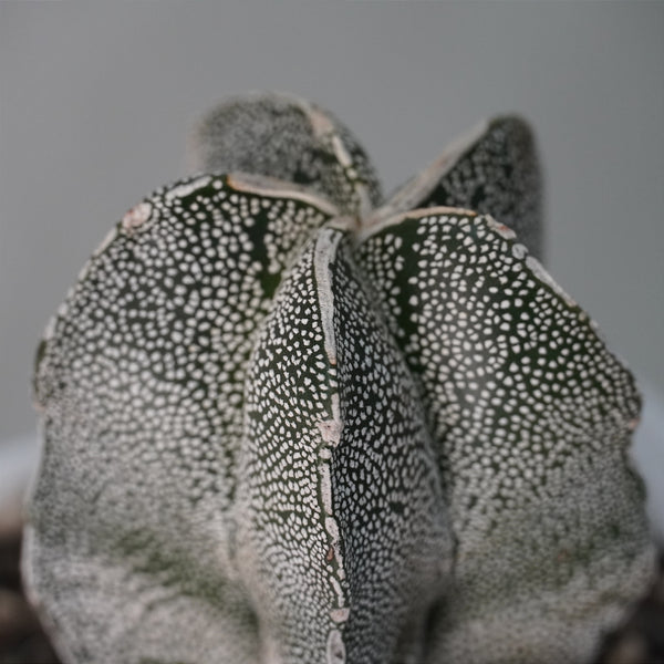 Astrophytum onzuka x sazanami 3.5_INCHS_QUARE_POT WITHOUT_POT