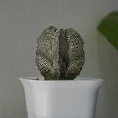 Astrophytum onzuka x sazanami 3.5_INCHS_QUARE_POT WITHOUT_POT