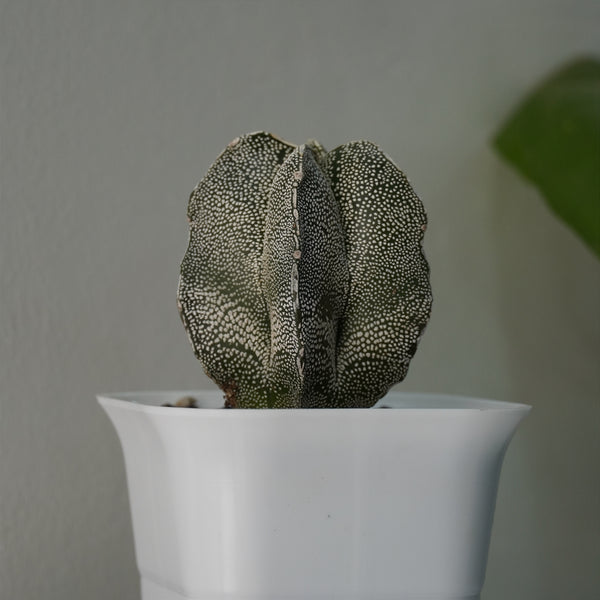 Astrophytum onzuka x sazanami 3.5_INCHS_QUARE_POT WITHOUT_POT