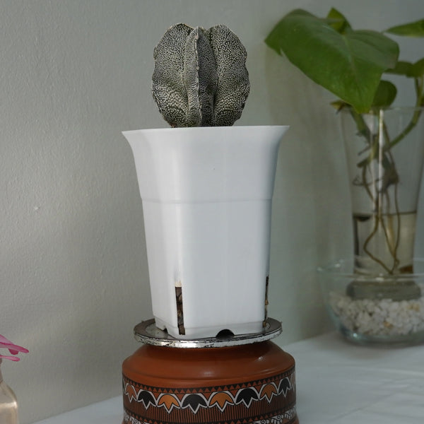 Astrophytum onzuka x sazanami 3.5_INCHS_QUARE_POT WITHOUT_POT