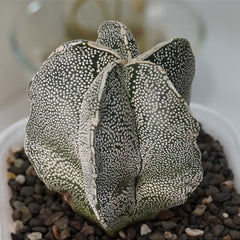 Astrophytum onzuka x sazanami 3.5_INCHS_QUARE_POT WITHOUT_POT