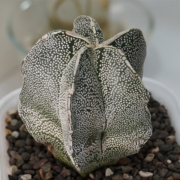 Astrophytum onzuka x sazanami 3.5_INCHS_QUARE_POT WITHOUT_POT