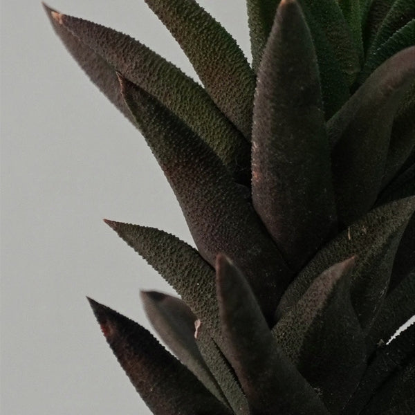 Haworthia viscosa v. torquata 3.5_INCHS_QUARE_N_POT WHITH_POT_SHIPPING