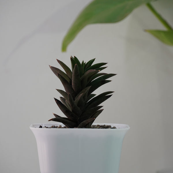 Haworthia viscosa v. torquata_succulent