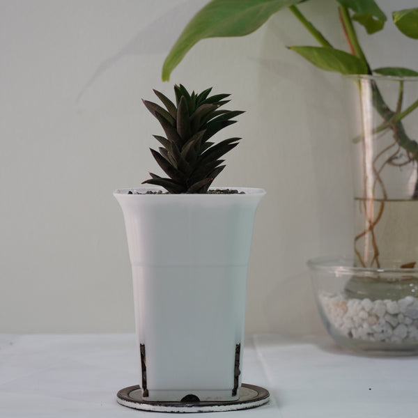 Haworthia viscosa v. torquata 3.5_INCHS_QUARE_N_POT WHITHOUT_POT_SHIPPING