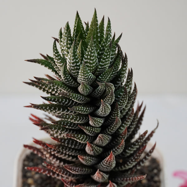 Haworthiopsis reinwardtii 6_INCHS_RAUND_N_POT WHITHOUT_POT_SHIPPING
