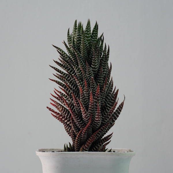 Haworthiopsis reinwardtii