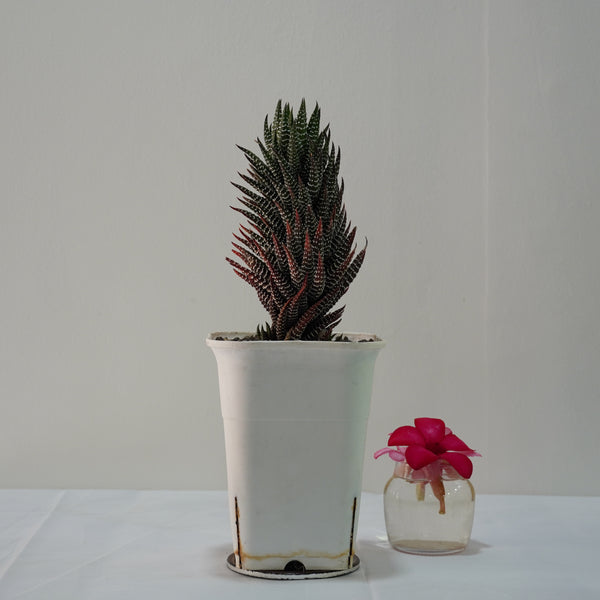Haworthiopsis reinwardtii