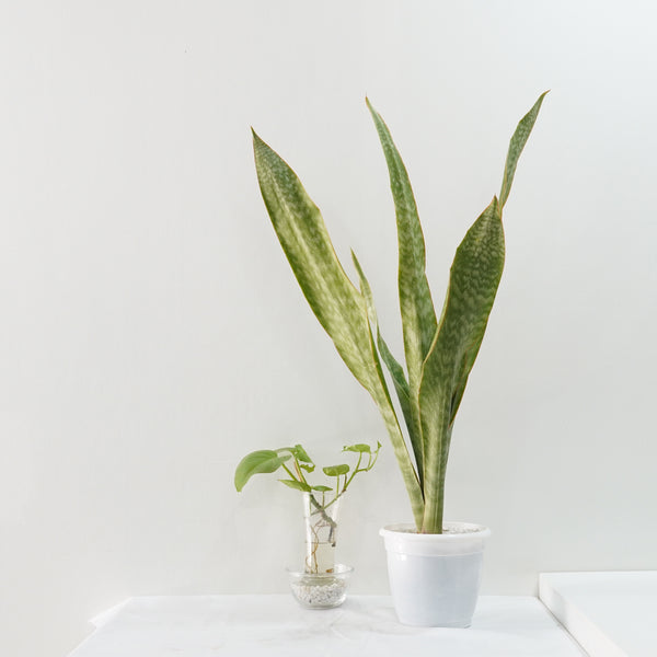Sansevieria aubrytiana ( SNAKE PLANT  oxygen plant succulents ) 7_INCHS_POT_DIAMIATRA WITHOUT_POT