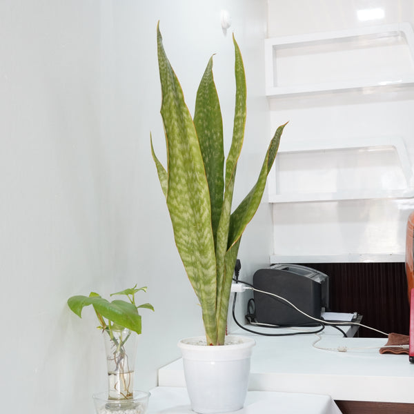 Sansevieria aubrytiana ( SNAKE PLANT