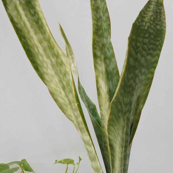 Sansevieria aubrytiana ( SNAKE PLANT