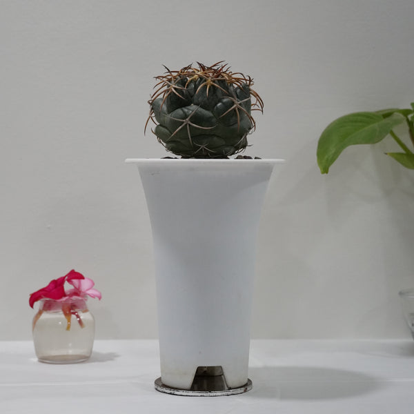 Coryphantha poselgeriana subs sulcata S567 WITH_POT 6_INCHES_ROUND_POT