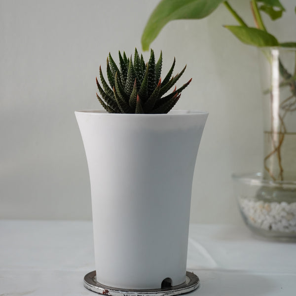 Haworthia attenuata Cape Town 4_INCHS_RAUND_N_POT WHITHOUT_POT_SHIPPING