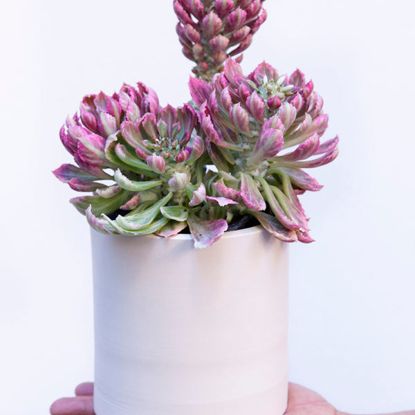 Euphorbia Monadenium stapelioides 4_INCHS_RAUND_N_POT WITHOUT_POT_SHIPPING