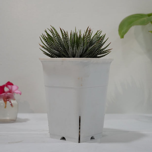 Haworthia zebra 6_inches_square_pot WHITHOUT_POT_SHIPPING