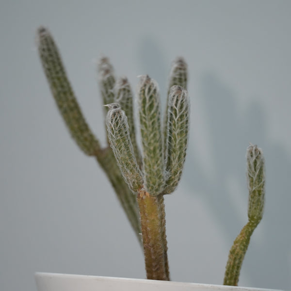 flowering cactus-Wilcoxia poselgeri ( Echinocereus poselgeri)