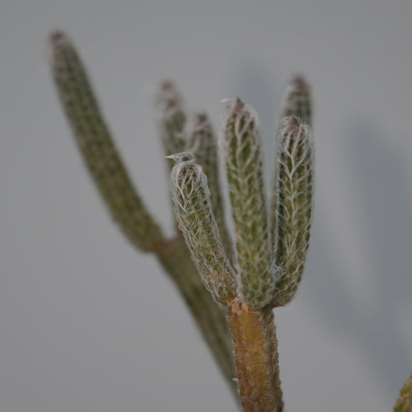 flowering cactus-Wilcoxia poselgeri ( Echinocereus poselgeri)