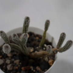 flowering cactus-Wilcoxia poselgeri ( Echinocereus poselgeri)
