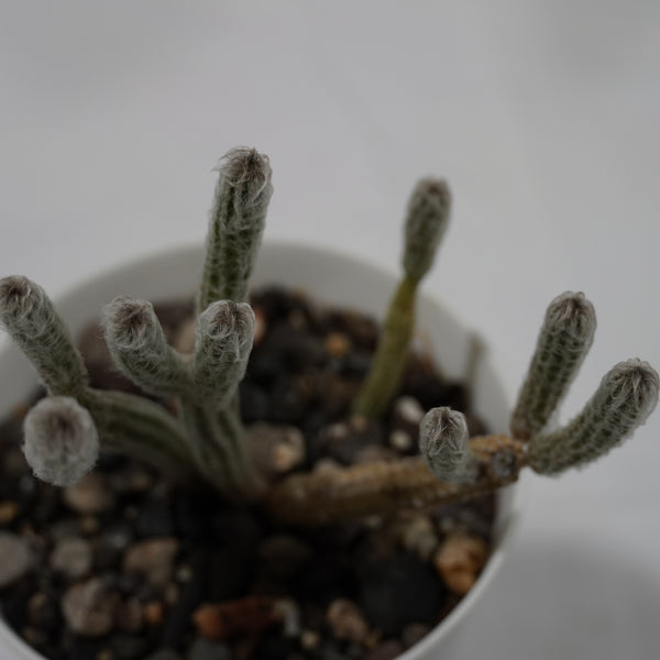 flowering cactus-Wilcoxia poselgeri ( Echinocereus poselgeri)