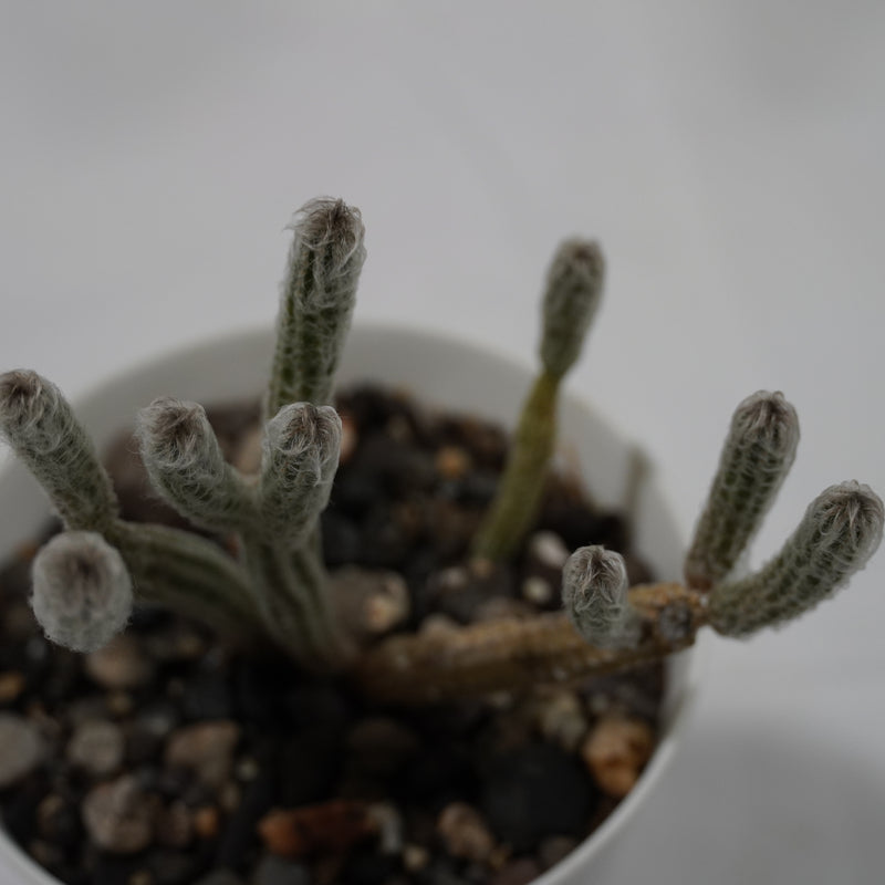 flowering cactus-Wilcoxia poselgeri ( Echinocereus poselgeri)