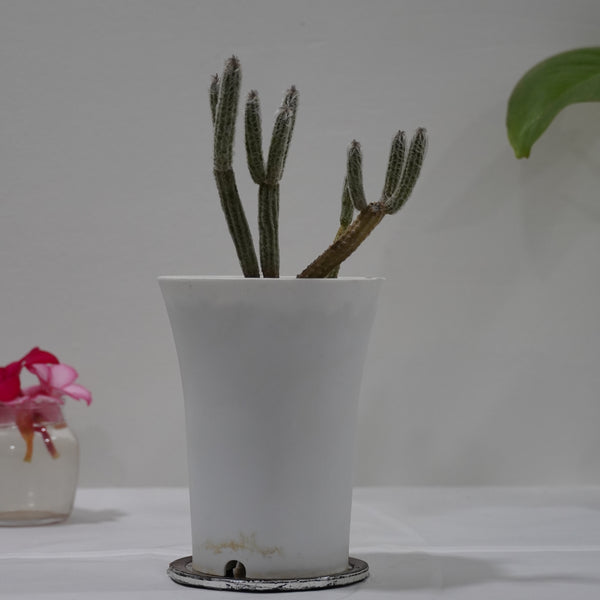 flowering cactus-Wilcoxia poselgeri ( Echinocereus poselgeri)