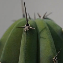 Myrtillocactus geometrizans