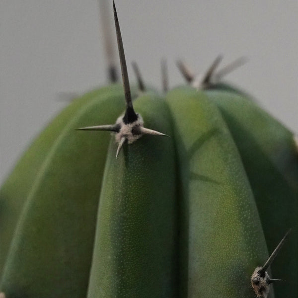 Myrtillocactus geometrizans