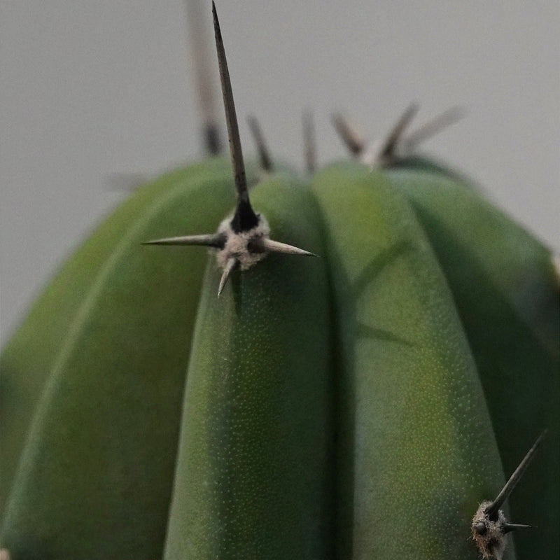 Myrtillocactus geometrizans