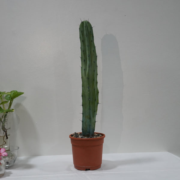Myrtillocactus geometrizans 6_INCHS_RAUND_N_POT WHITHOUT_POT_SHIPPING