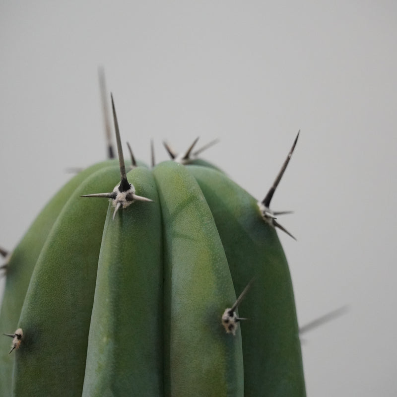 Myrtillocactus geometrizans