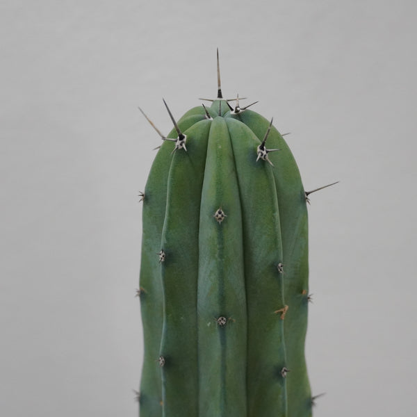 Myrtillocactus geometrizans