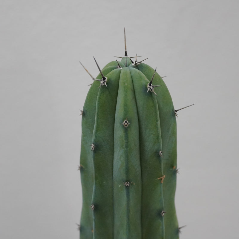 Myrtillocactus geometrizans