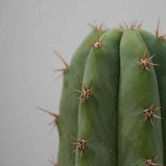 Trichocereus pachanoi-San Pedro cactus