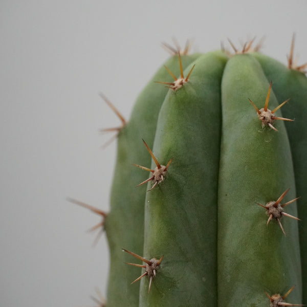 Trichocereus pachanoi-San Pedro cactus