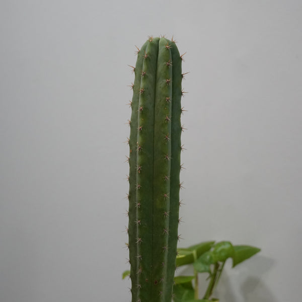 Trichocereus pachanoi-San Pedro cactus