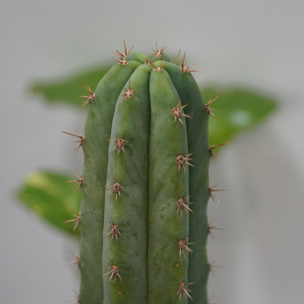 Trichocereus pachanoi-San Pedro cactus