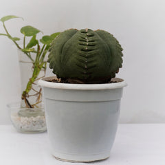 Astrophytum nudum Quadricostatum x kikko 7_inches_round_pot WITHOUT_POT
