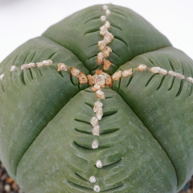 Astrophytum nudum Quadricostatum x kikko