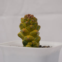 Euphorbia monadenium ritchiei variegated