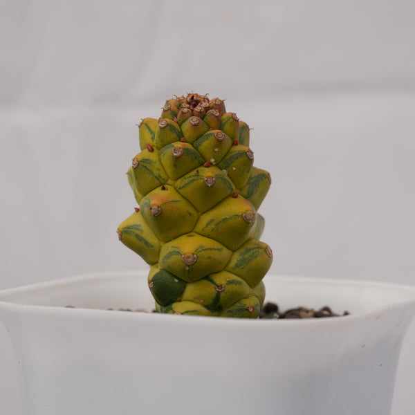 Euphorbia monadenium ritchiei variegated