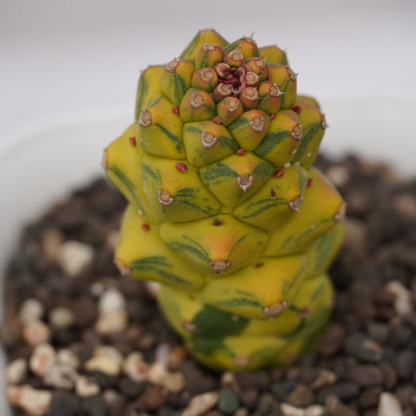 Euphorbia monadenium ritchiei variegated