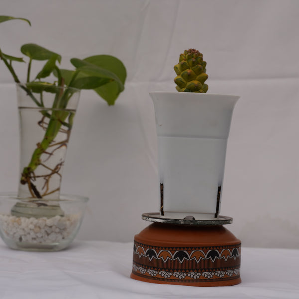 Euphorbia monadenium ritchiei variegated