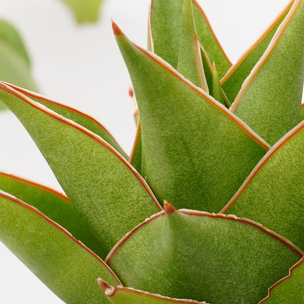 Sansevieria hybrid tower 4_INCHS_POT_DIAMIATRA WITHOUT_POT